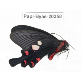 Byasa hedistus ssp. China, Yunnan, Dali, Yangbi county, Pingpo.1M. Papi-Byas-20358.