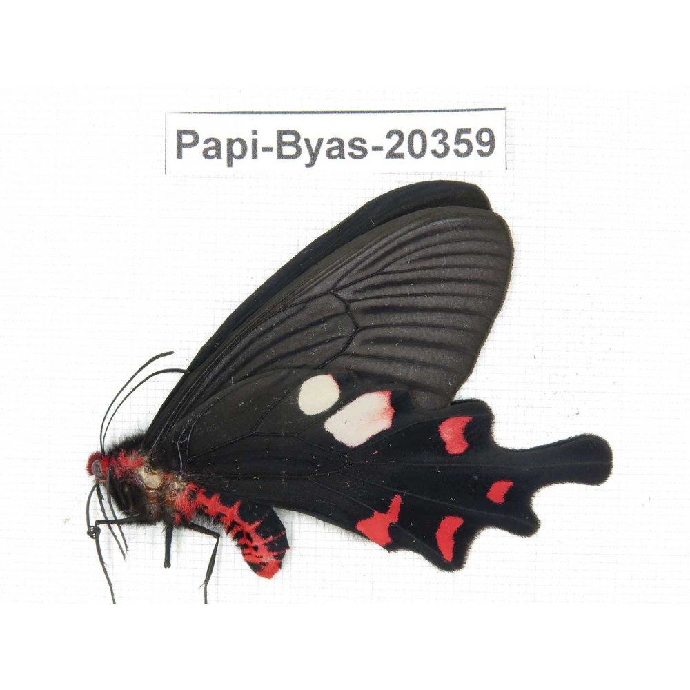 Byasa hedistus ssp. China, Yunnan, Dali, Yangbi county, Pingpo.1M. Papi-Byas-20359.