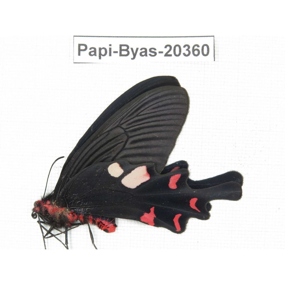 Byasa hedistus ssp. China, Yunnan, Dali, Yangbi county, Pingpo.1M. Papi-Byas-20360.