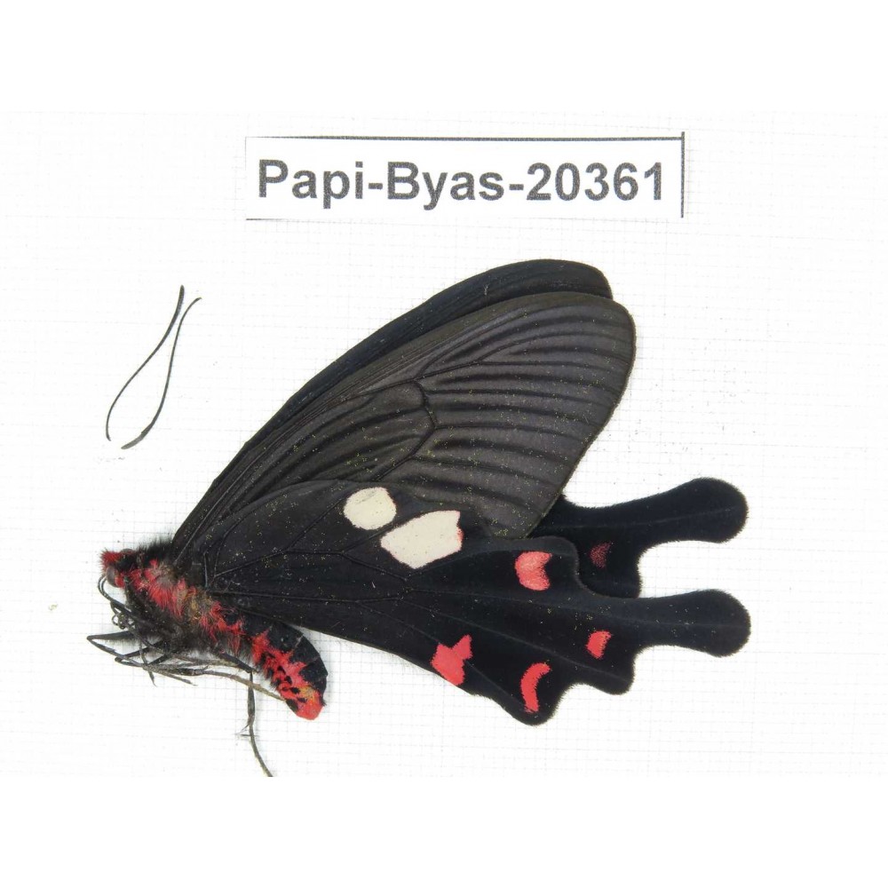 Byasa hedistus ssp. China, Yunnan, Dali, Yangbi county, Pingpo.1M. Papi-Byas-20361.