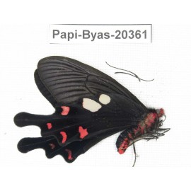 Byasa hedistus ssp. China, Yunnan, Dali, Yangbi county, Pingpo.1M. Papi-Byas-20361.
