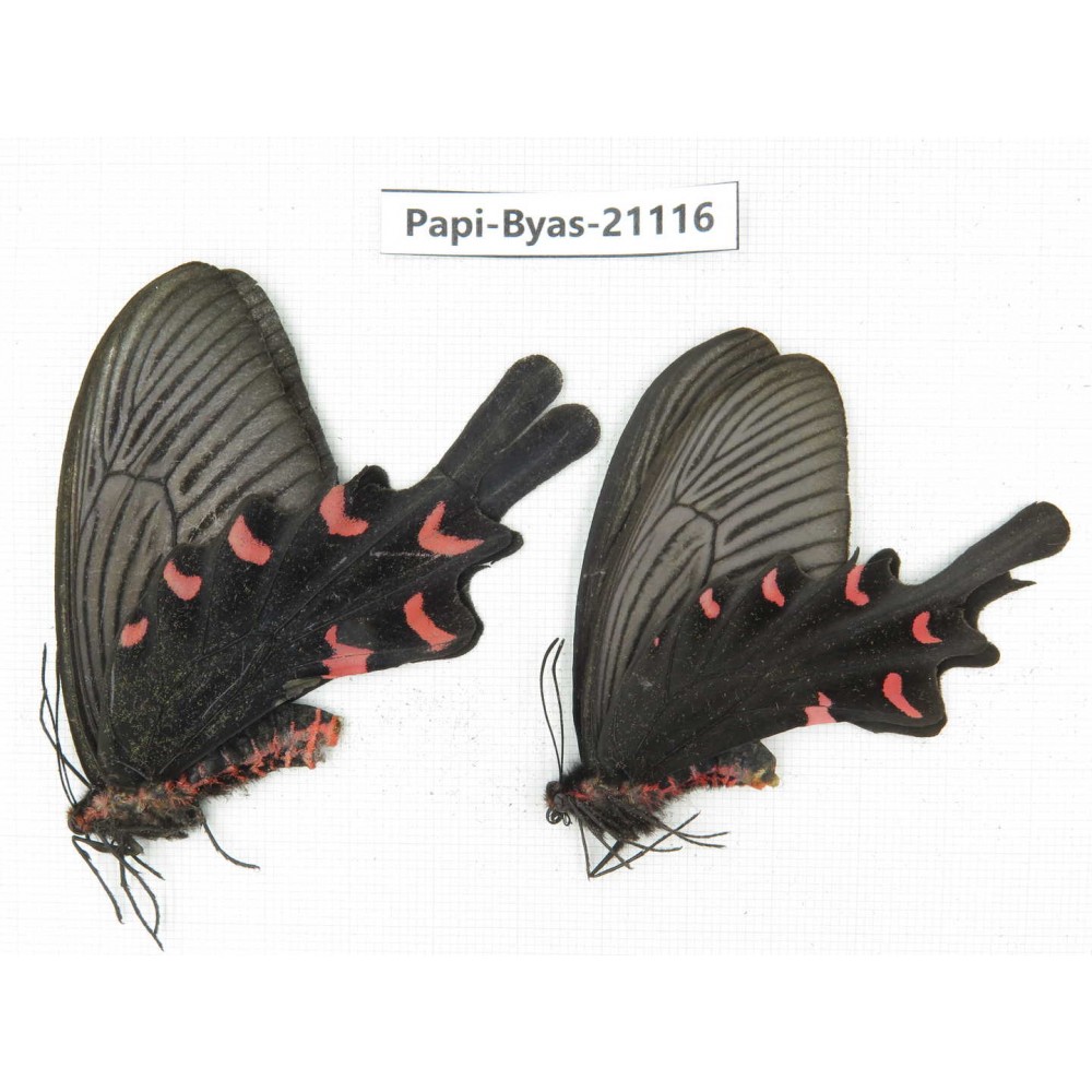 Byasa mecius tsinlingshani. China, Shanxi, Mt.Qinling. 2F. Papi-Byas-21116.