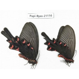 Byasa mecius tsinlingshani. China, Shanxi, Mt.Qinling. 2F. Papi-Byas-21116.