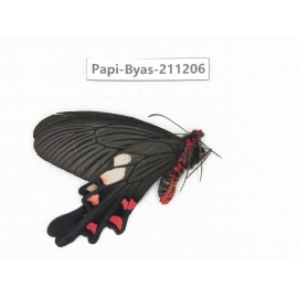 Byasa nevilli ssp. China, Yunnan, Dali area, N of Mt.Cangshan. 1M. Papi-Byas-211206.
