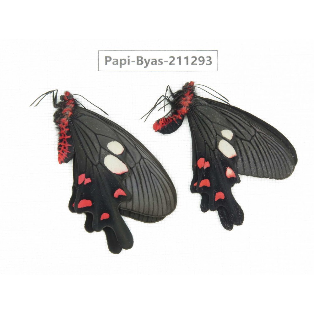 Byasa nevilli ssp. China, Yunnan, Dali, Fengyi town. 1P. Papi-Byas-211293.