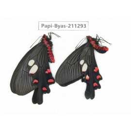 Byasa nevilli ssp. China, Yunnan, Dali, Fengyi town. 1P. Papi-Byas-211293.