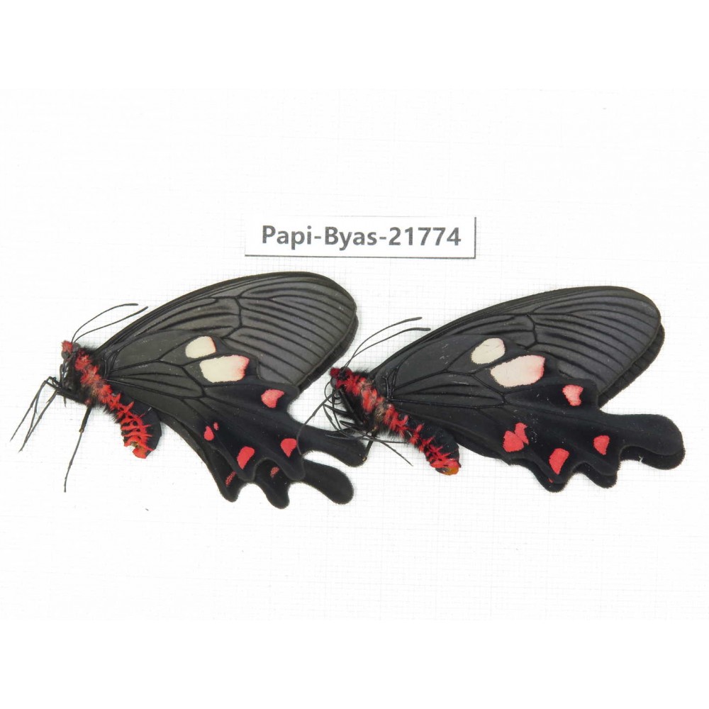 Byasa nevilli ssp. China, Yunnan, Dali, Fengyi. 1P. Papi-Byas-21774.