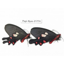Byasa nevilli ssp. China, Yunnan, Dali, Fengyi. 1P. Papi-Byas-21774.