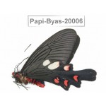 Byasa nevilli ssp. China, Yunnan, Dali, Fengyi. 1M. Papi-Byas-20006.