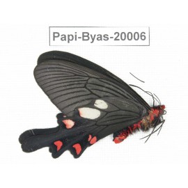 Byasa nevilli ssp. China, Yunnan, Dali, Fengyi. 1M. Papi-Byas-20006.