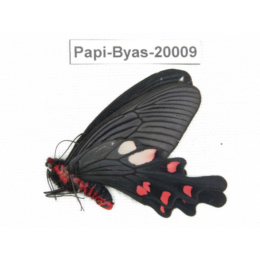Byasa nevilli ssp. China, Yunnan, Dali, Fengyi. 1M. Papi-Byas-20009.