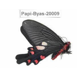 Byasa nevilli ssp. China, Yunnan, Dali, Fengyi. 1M. Papi-Byas-20009.