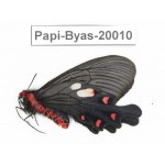 Byasa nevilli ssp. China, Yunnan, Dali, Fengyi. 1F. Papi-Byas-20010.