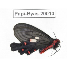 Byasa nevilli ssp. China, Yunnan, Dali, Fengyi. 1F. Papi-Byas-20010.