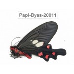 Byasa nevilli ssp. China, Yunnan, Dali, Fengyi. 1M. Papi-Byas-20011.