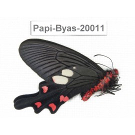 Byasa nevilli ssp. China, Yunnan, Dali, Fengyi. 1M. Papi-Byas-20011.