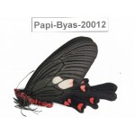 Byasa nevilli ssp. China, Yunnan, Dali, Fengyi. 1M. Papi-Byas-20012.