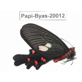 Byasa nevilli ssp. China, Yunnan, Dali, Fengyi. 1M. Papi-Byas-20012.