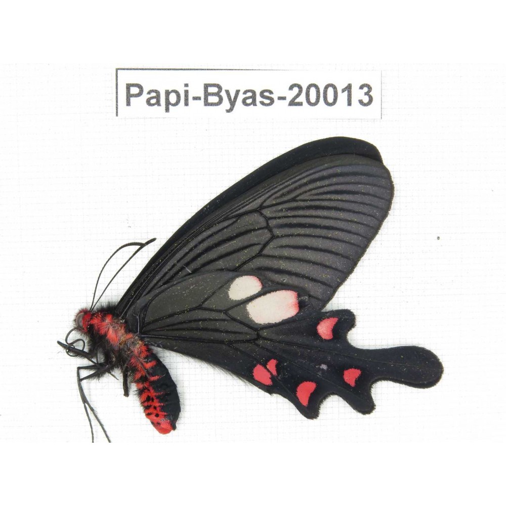 Byasa nevilli ssp. China, Yunnan, Dali, Fengyi. 1M. Papi-Byas-20013.