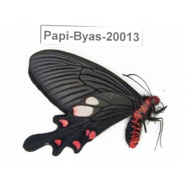 Byasa nevilli ssp. China, Yunnan, Dali, Fengyi. 1M. Papi-Byas-20013.