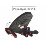 Byasa nevilli ssp. China, Yunnan, Dali, Fengyi. 1M. Papi-Byas-20014.