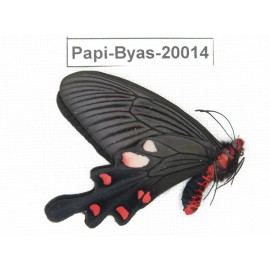 Byasa nevilli ssp. China, Yunnan, Dali, Fengyi. 1M. Papi-Byas-20014.