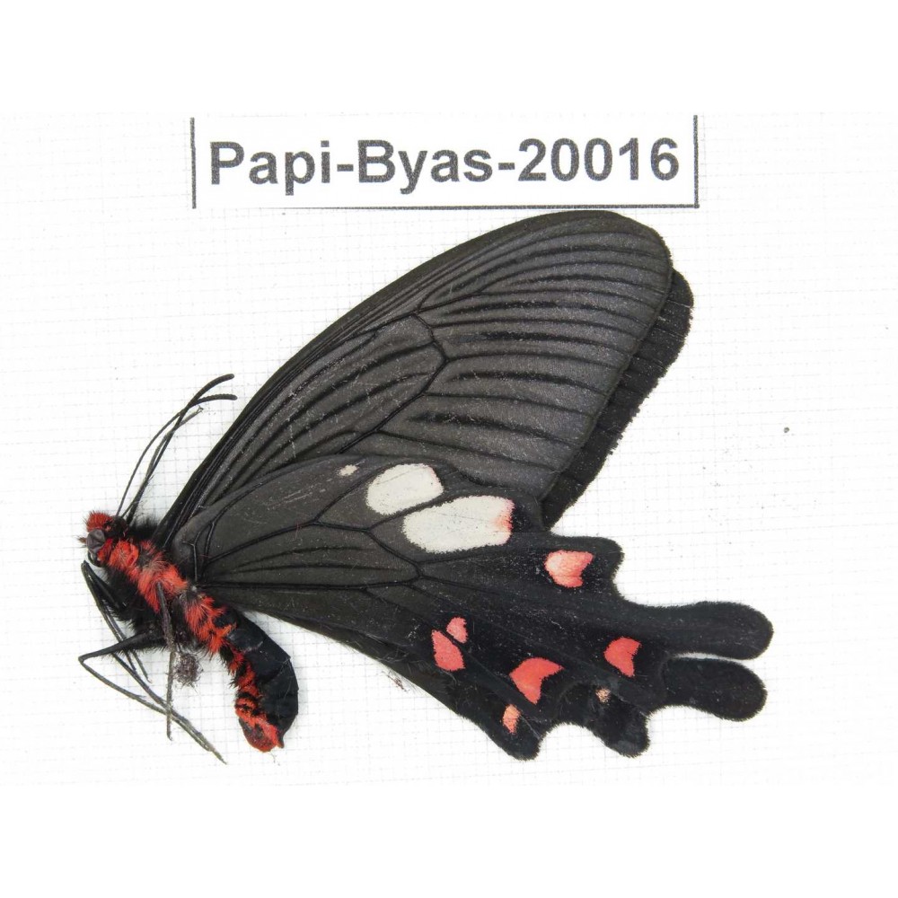 Byasa nevilli ssp. China, Yunnan, Dali, Fengyi. 1M. Papi-Byas-20016.