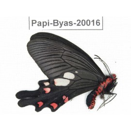 Byasa nevilli ssp. China, Yunnan, Dali, Fengyi. 1M. Papi-Byas-20016.