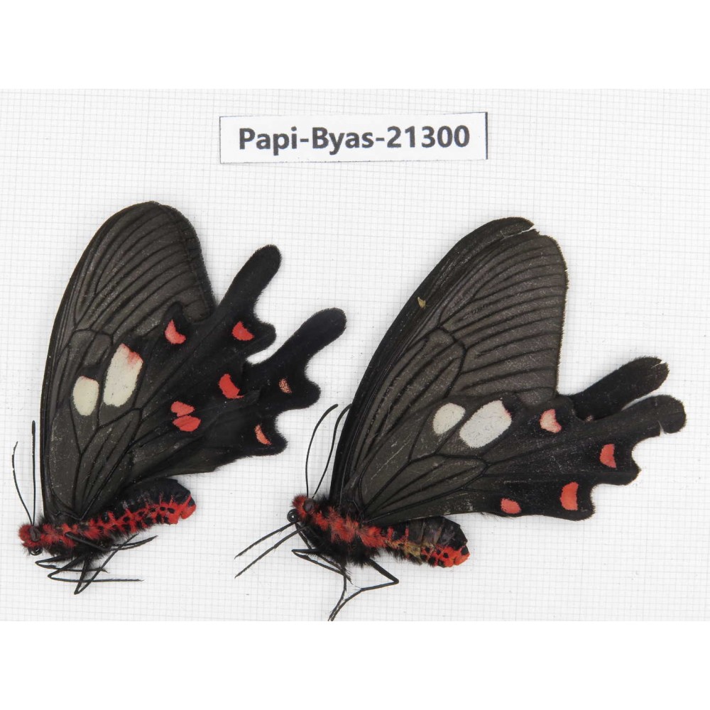 Byasa nevilli ssp. China, Yunnan, Xiangerila, S of Weixi county. 1P. Papi-Byas-21300.