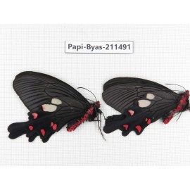 Byasa nevilli ssp. China, Yunnan, Xiangerila, Weixi county, N of Mt.Yunling. 1P. Papi-Byas-211491.