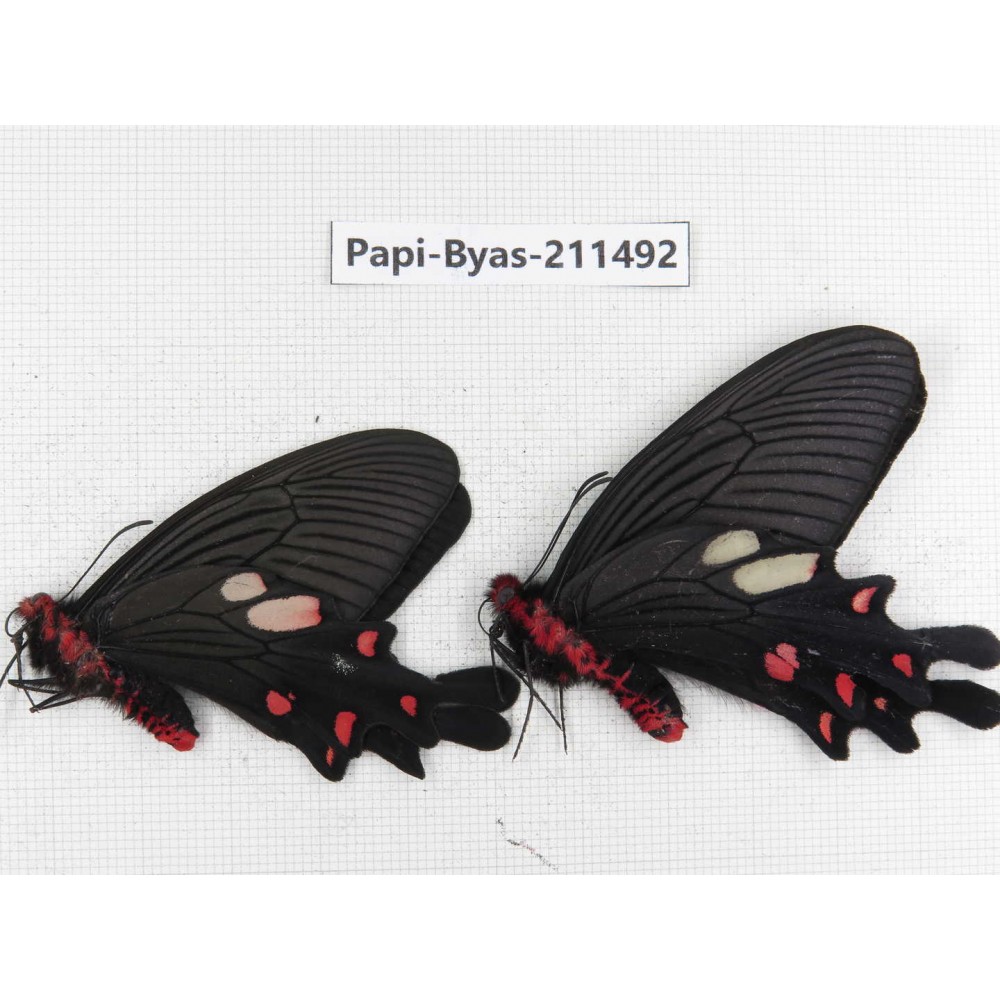 Byasa nevilli ssp. China, Yunnan, Xiangerila, Weixi county, N of Mt.Yunling. 2M. Papi-Byas-211492.