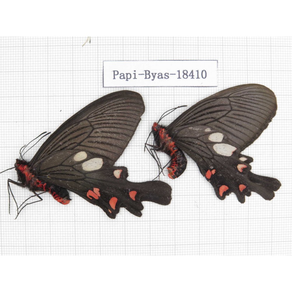 Byasa nevilli ssp. China, Yunnan, Xiangerila, about 90km S of Zhongdian. 2M. Papi-Byas-18410.