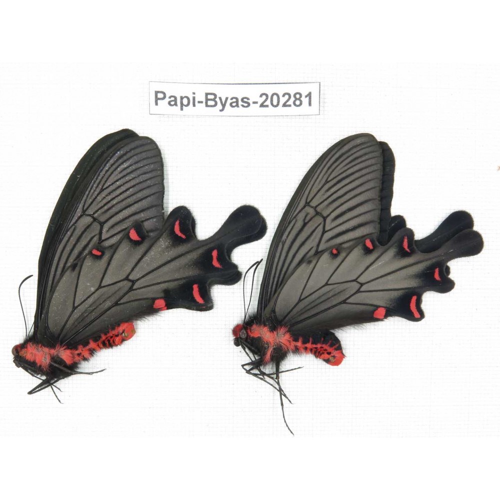 Byasa plutonius tytleri. China, Yunnan, Dali area, N of Mt.Cangshan. 2M. Papi-Byas-20281.