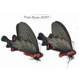 Byasa plutonius tytleri. China, Yunnan, Dali area, N of Mt.Cangshan. 2M. Papi-Byas-20281.