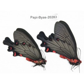 Byasa plutonius tytleri. China, Yunnan, Dali area, N of Mt.Cangshan. 2M. Papi-Byas-20283.