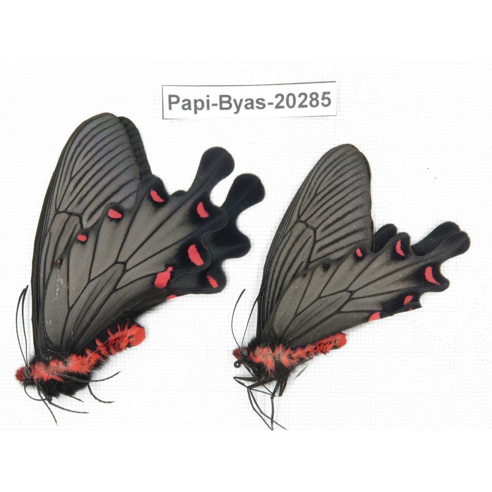 Byasa plutonius tytleri. China, Yunnan, Dali area, N of Mt.Cangshan. 2M. Papi-Byas-20285.