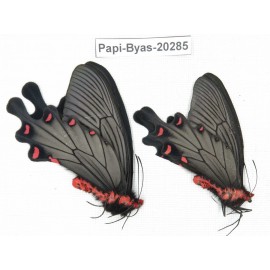 Byasa plutonius tytleri. China, Yunnan, Dali area, N of Mt.Cangshan. 2M. Papi-Byas-20285.