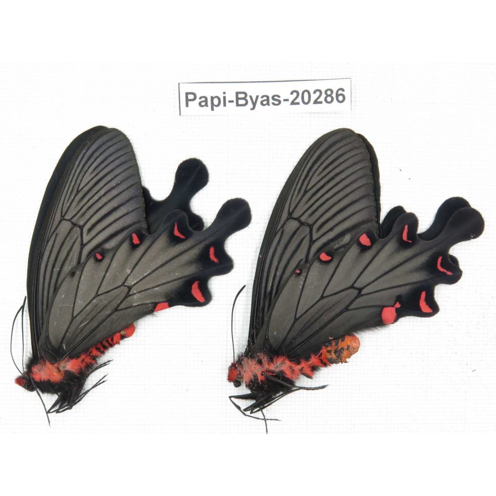 Byasa plutonius tytleri. China, Yunnan, Dali area, N of Mt.Cangshan. 2M. Papi-Byas-20286.