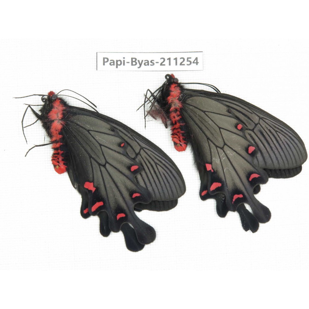 Byasa plutonius tytleri. China, Yunnan, Dali, Fengyi town. 1P. Papi-Byas-211254.