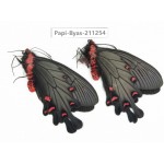 Byasa plutonius tytleri. China, Yunnan, Dali, Fengyi town. 1P. Papi-Byas-211254.