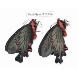 Byasa plutonius tytleri. China, Yunnan, Dali, Fengyi town. 1P. Papi-Byas-211254.