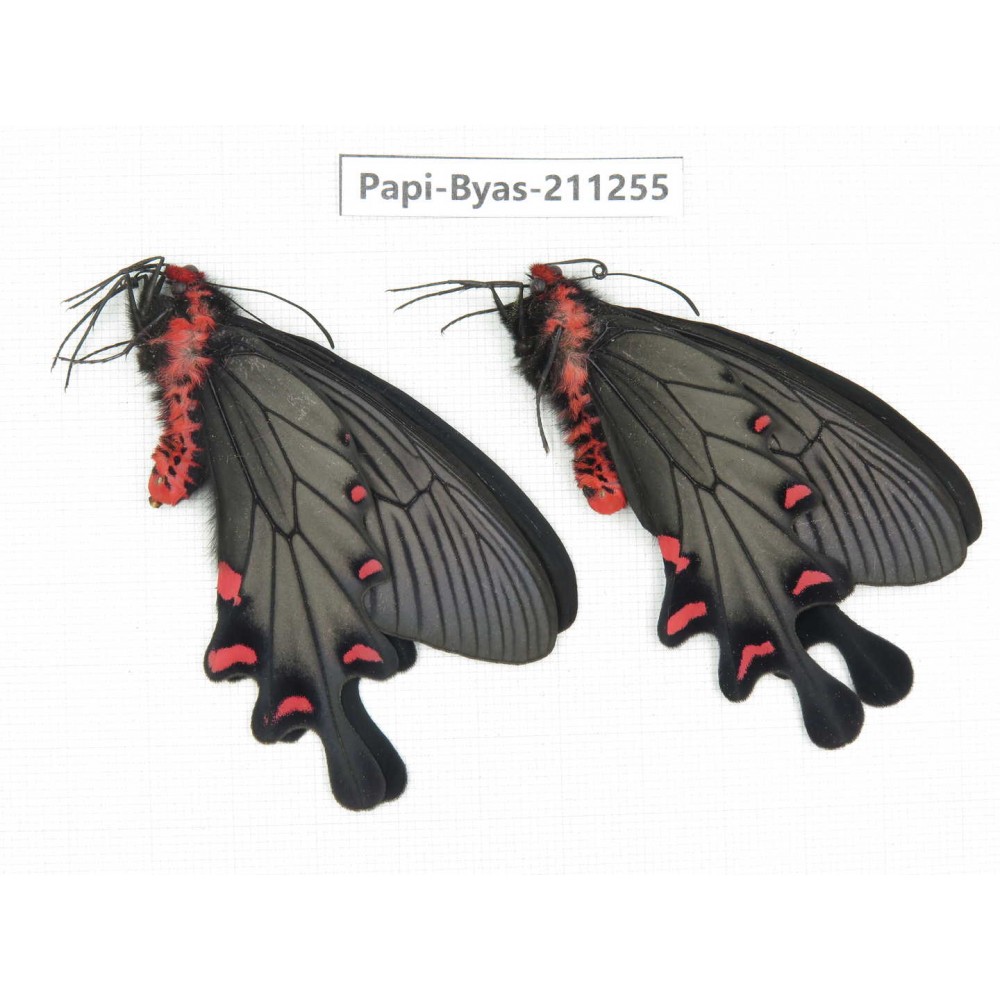 Byasa plutonius tytleri. China, Yunnan, Dali, Fengyi town. 2M. Papi-Byas-211255.