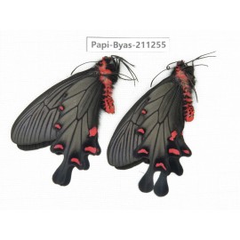 Byasa plutonius tytleri. China, Yunnan, Dali, Fengyi town. 2M. Papi-Byas-211255.