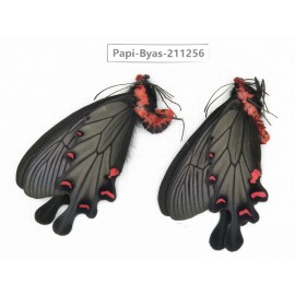 Byasa plutonius tytleri. China, Yunnan, Dali, Fengyi town. 2M. Papi-Byas-211256.
