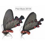 Byasa plutonius tytleri. China, Yunnan, Dali, Fengyi. 2M. Papi-Byas-20136.