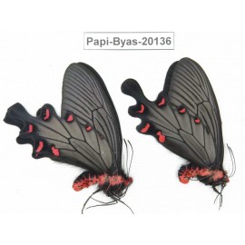 Byasa plutonius tytleri. China, Yunnan, Dali, Fengyi. 2M. Papi-Byas-20136.