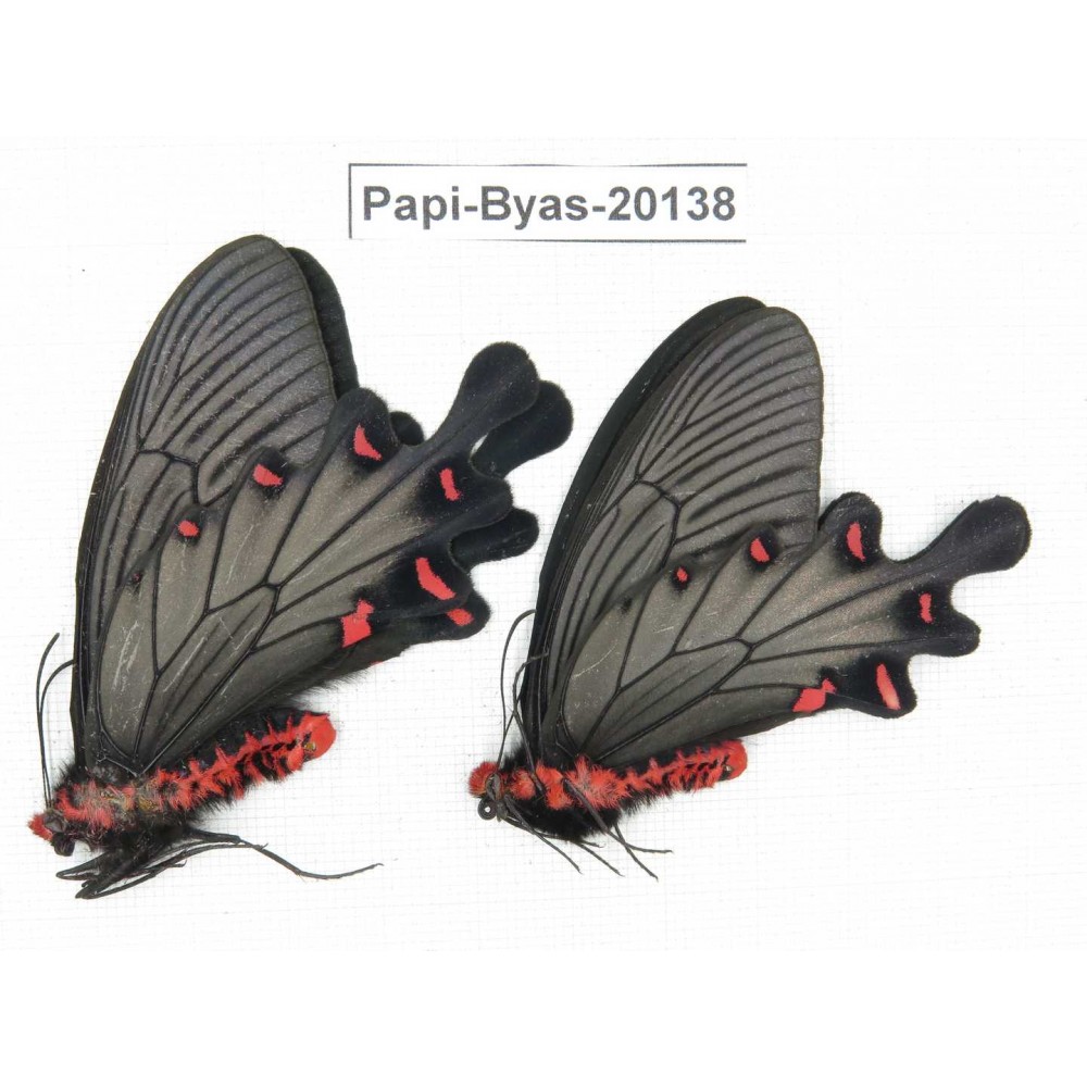 Byasa plutonius tytleri. China, Yunnan, Dali, Fengyi. 2M. Papi-Byas-20138.