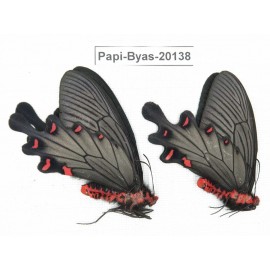 Byasa plutonius tytleri. China, Yunnan, Dali, Fengyi. 2M. Papi-Byas-20138.