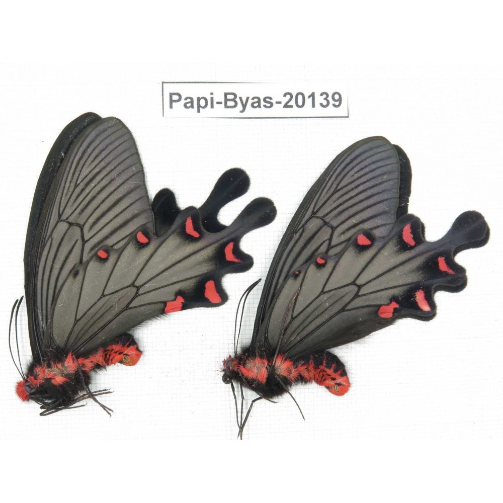 Byasa plutonius tytleri. China, Yunnan, Dali, Fengyi. 2M. Papi-Byas-20139.