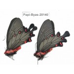 Byasa plutonius tytleri. China, Yunnan, Dali, Fengyi. 2M. Papi-Byas-20140.